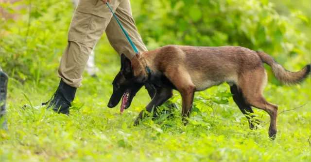 Imagem ilustrativa da notícia CBM/Pará treina cães para resgate em área de mata