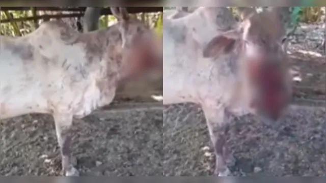 Imagem ilustrativa da notícia Vídeo: vaca é atacada por animal e tem o rosto desfigurado