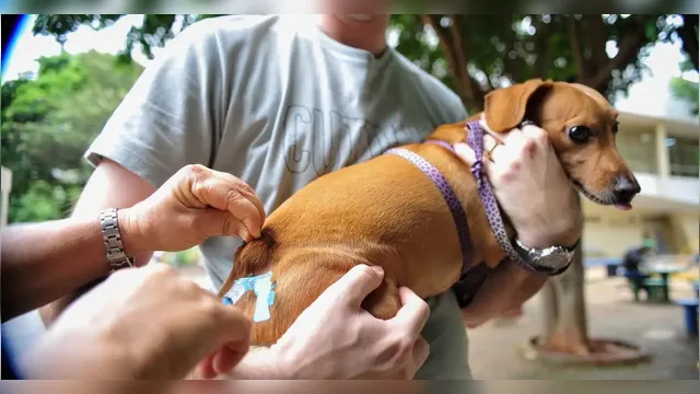 Imagem ilustrativa da notícia Ufra promove vacinação para cães e gatos na Grande Belém