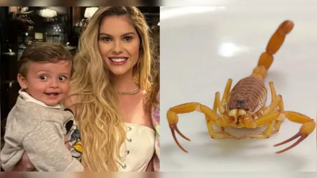 Imagem ilustrativa da notícia Incidente com filho de Bárbara Evans alerta sobre picada de escorpião