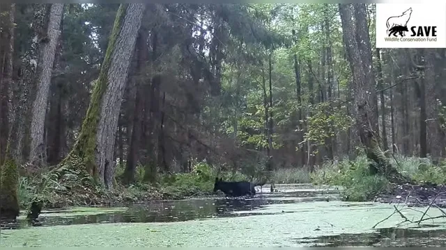 Imagem ilustrativa da notícia VÍDEO: câmera flagra animais misteriosos em floresta na Polônia