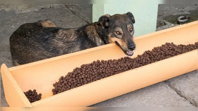 Imagem ilustrativa da notícia Aprovada lei que garante água e comida para animais de rua