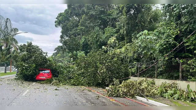 Imagem ilustrativa da notícia Árvore cai em cima de carro na Avenida Júlio César, em Belém