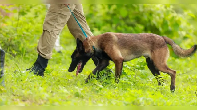 Imagem ilustrativa da notícia CBM/Pará treina cães para resgate em área de mata