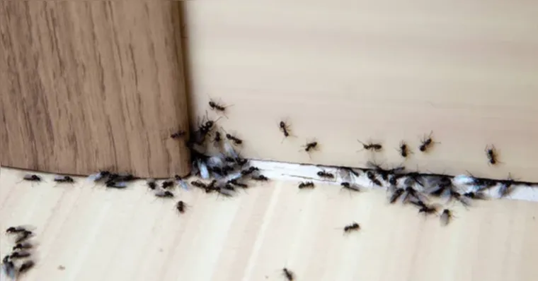 Imagem ilustrativa da notícia Muita formiga em casa? Sensitiva faz alerta impactante. Veja!
