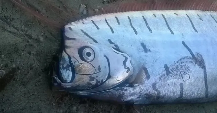 Imagem ilustrativa da notícia Vídeo: Peixe do juízo final é flagrado se debatendo em praia