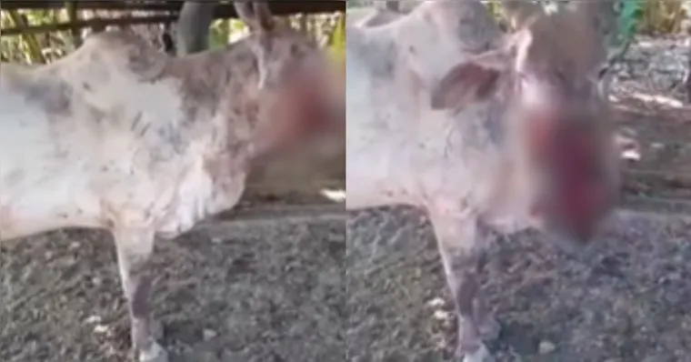 Imagem ilustrativa da notícia Vídeo: vaca é atacada por animal e tem o rosto desfigurado