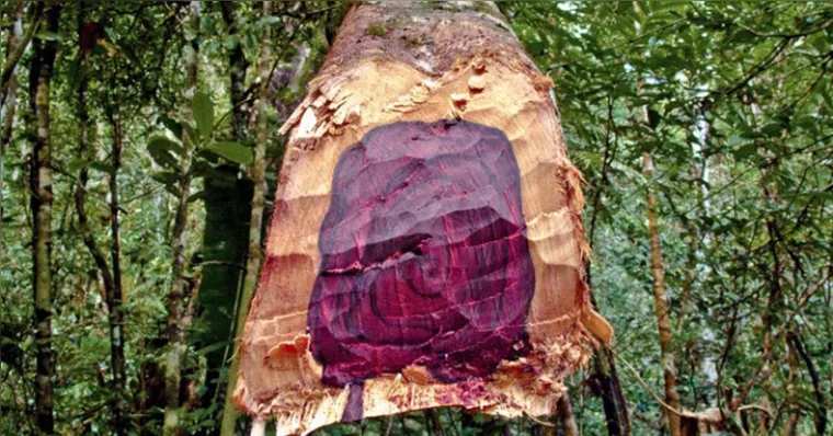 Imagem ilustrativa da notícia UEPA pesquisa eficácia do Pau-Rosa nas infecções e feridas