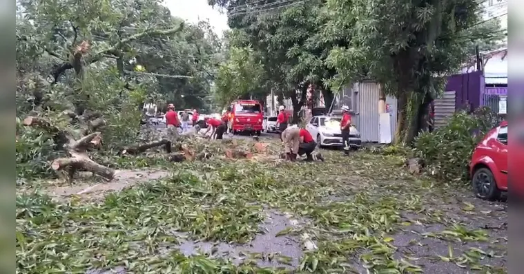 Imagem ilustrativa da notícia Avenida Magalhães Barata é liberada após queda de árvore