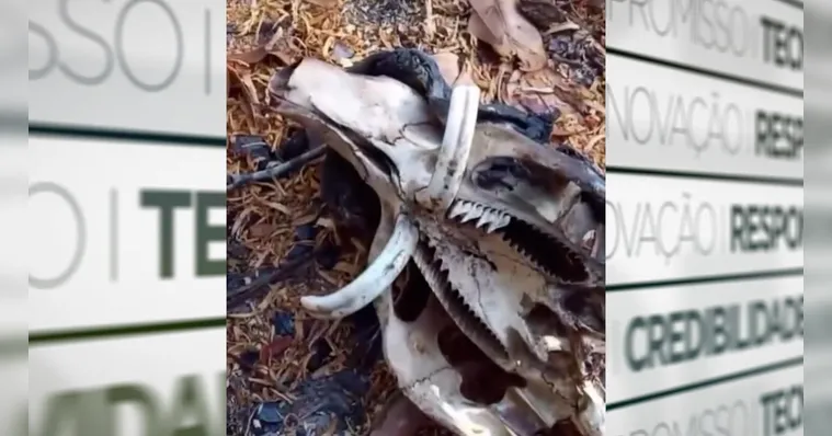 Imagem ilustrativa da notícia Vídeo: corpo de criatura desconhecida é encontrado no Pará