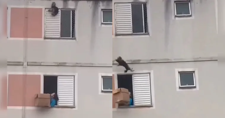 Imagem ilustrativa da notícia Veja o incrível resgate de um cãozinho através de uma caixa de papel