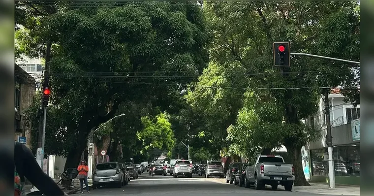 Imagem ilustrativa da notícia Belém terá plano emergencial para evitar queda de árvores
