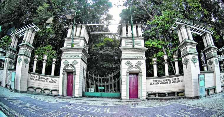 Imagem ilustrativa da notícia Prefeitura de Belém inicia poda de 15 árvores no Bosque