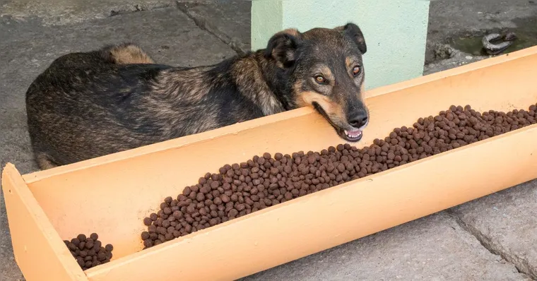 Imagem ilustrativa da notícia Aprovada lei que garante água e comida para animais de rua