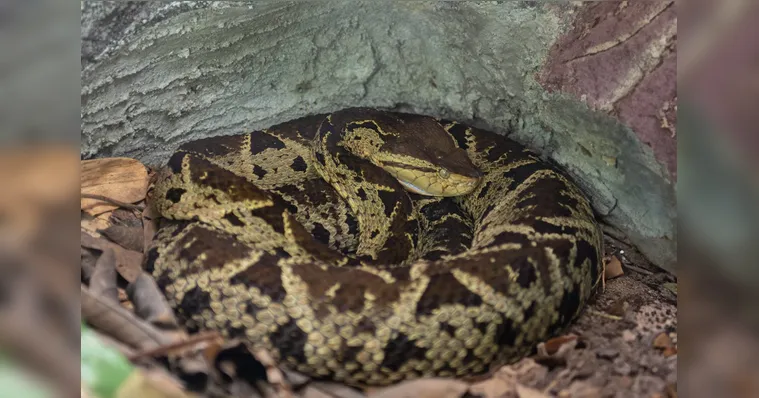 Imagem ilustrativa da notícia Ano Novo chinês: veja o que se sabe sobre a serpente
