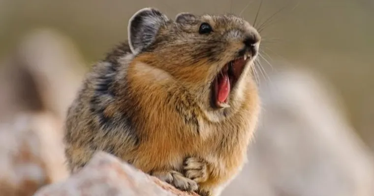 Imagem ilustrativa da notícia Cientista afirma que pika é resistente a mudança climática