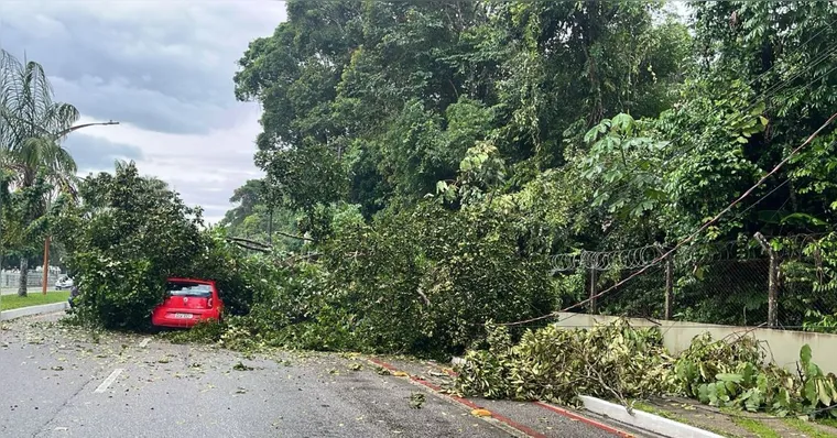Imagem ilustrativa da notícia Árvore cai em cima de carro na Avenida Júlio César, em Belém