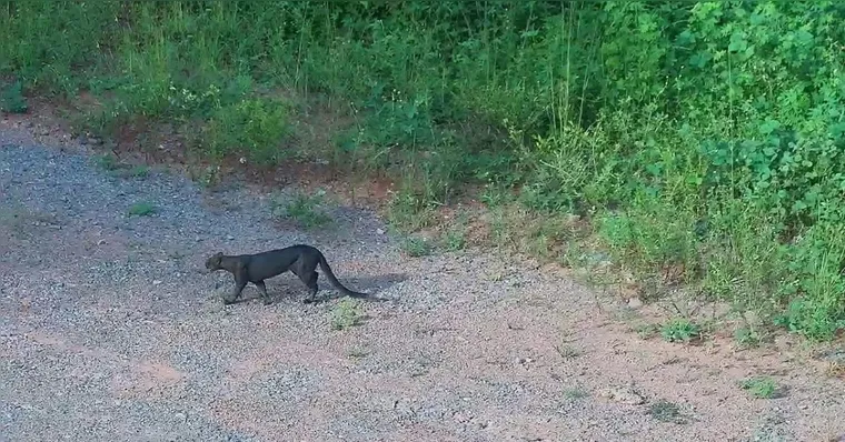 Imagem ilustrativa da notícia Vídeo: gato-mourisco é visto próximo à Usina de Belo Monte