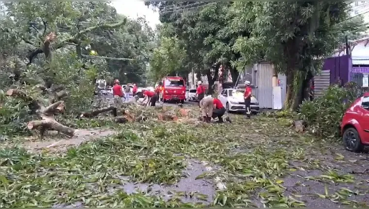 Imagem ilustrativa da notícia Avenida Magalhães Barata é liberada após queda de árvore