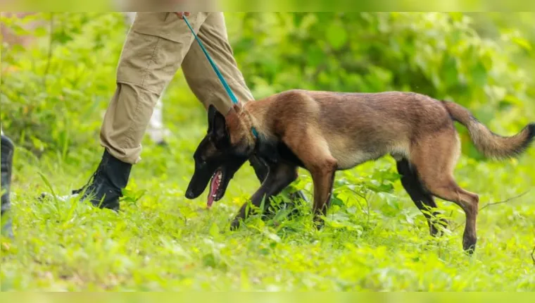 Imagem ilustrativa da notícia CBM/Pará treina cães para resgate em área de mata