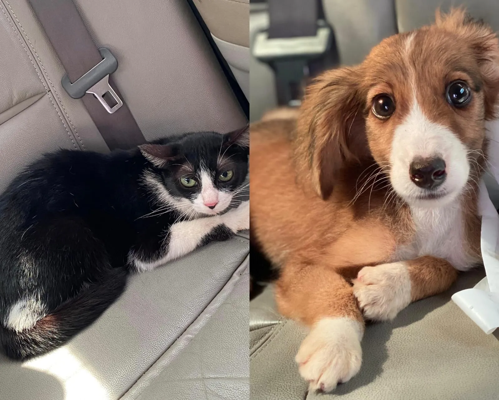 Animais viviam presos por cordas curtas e sem acesso adequado a comida.