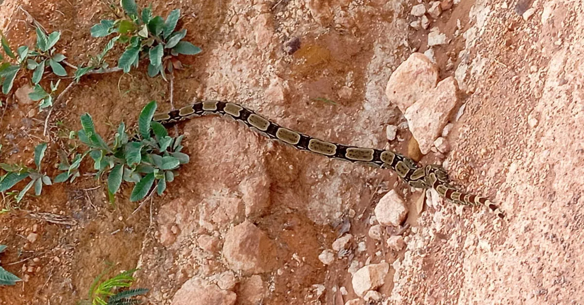 O objetivo contribuir para a identificação da fauna local