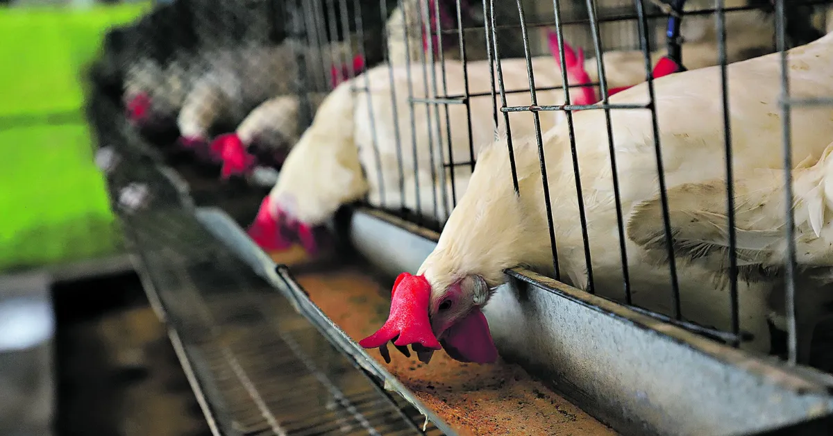 O Pará ocupa a 11ª posição na produção de frango de corte no Brasil, distribuída em 267 granjas no Estado