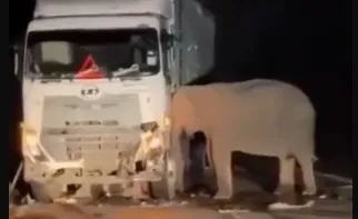 Animal não quis se afastar do corpo do filhote