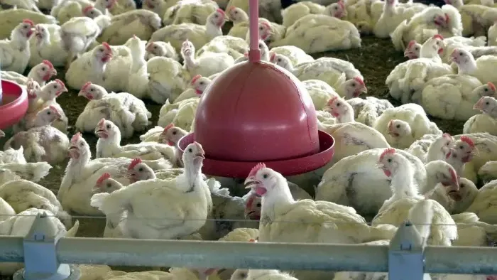 Primeiro caso pode trazer problemas na comercialização do frango