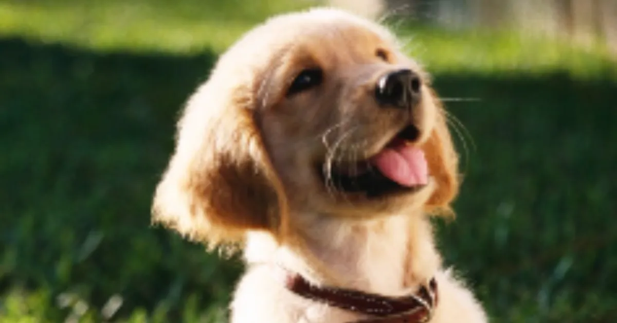De acordo com especialistas, essas doenças podem afetar órgãos vitais e reduzir a expectativa de vida dos animais
