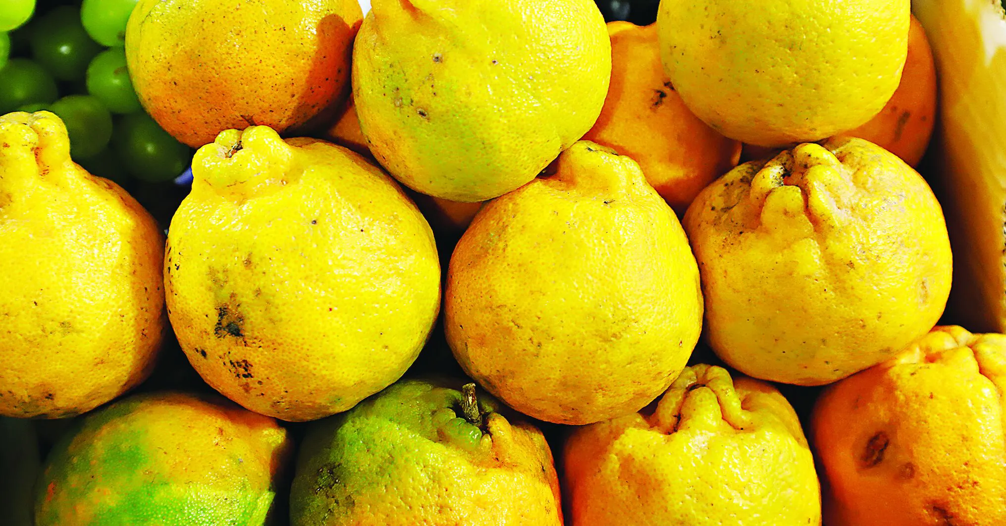 Tangerina está entre as frutas que tiveram redução de preço na capital paraense, segundo levantamento