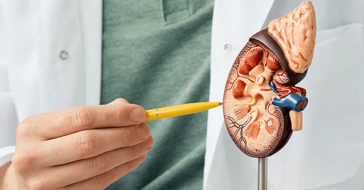 A hidratação é extremamente importante para a saúde dos rins e do organismo como um todo, mas o excesso não melhora a função renal.