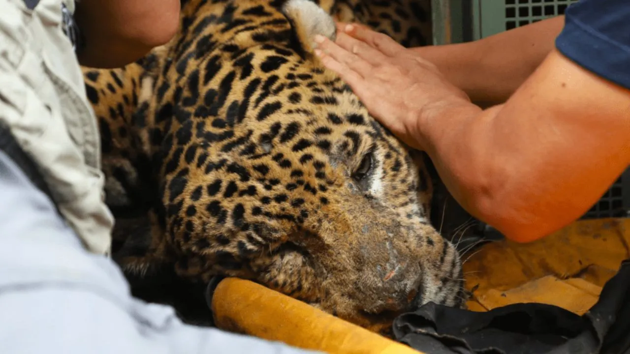 A previsão é que o animal não retorne à natureza após a recuperação clínica.