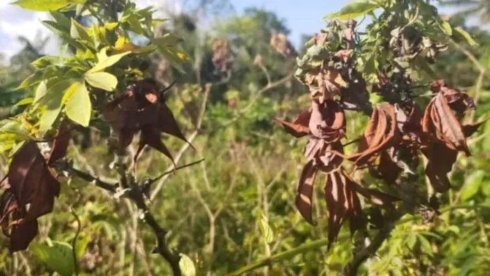 Praga tem atacado plantação de mandioca