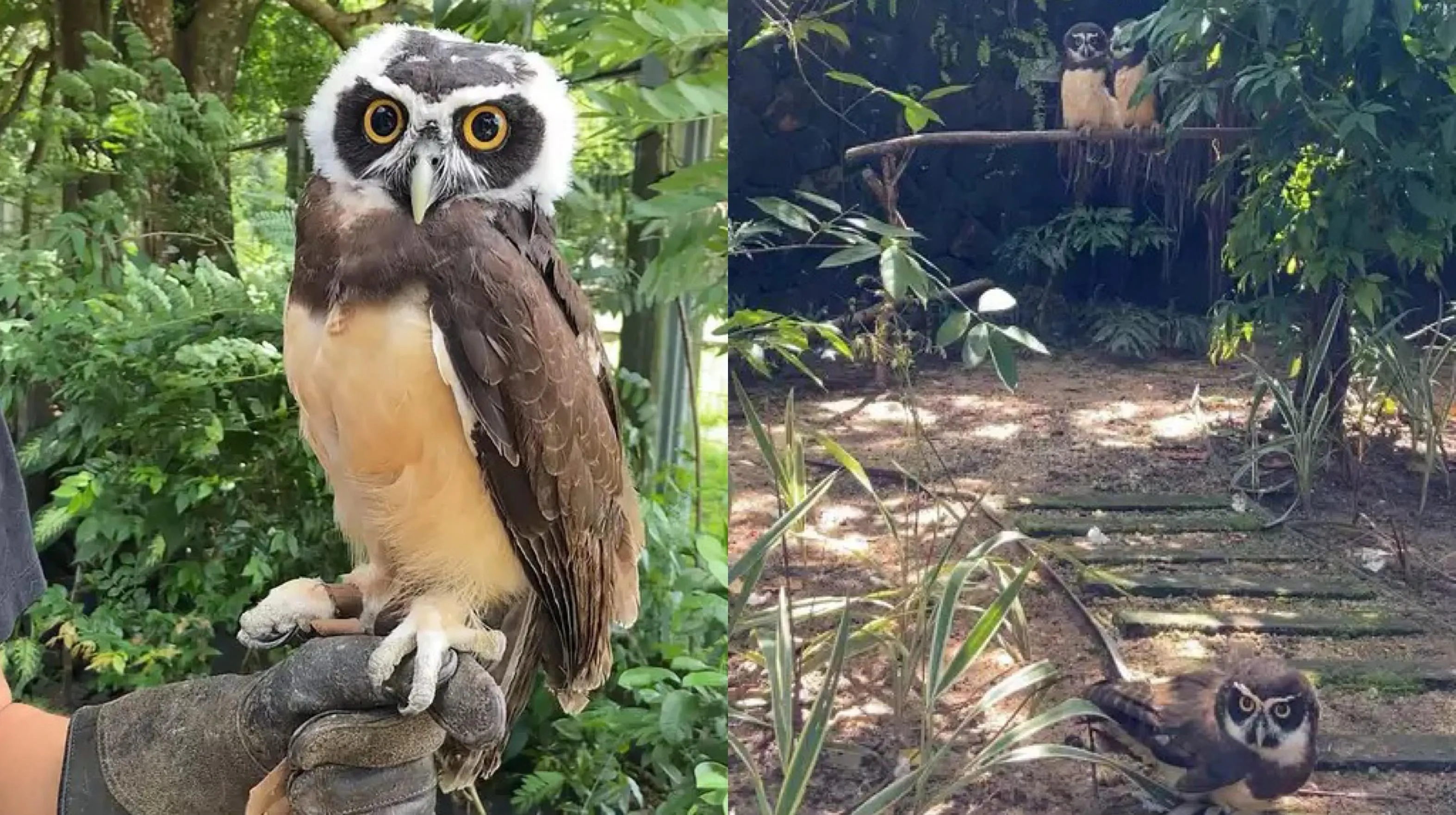 O Mangal recebeu a coruja ‘Iara’, e o Parque encaminhou ao HV-UFPA a corujinha ‘Tapioca’,