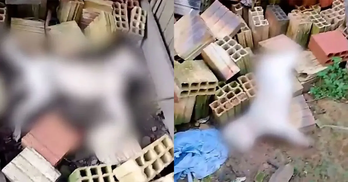Em um vídeo gravado pela tutora dos cães, ela conta que se deparou com os animais já sem vida por volta das 6h21 desta sexta após ter acordar e sair para o quintal de sua casa.