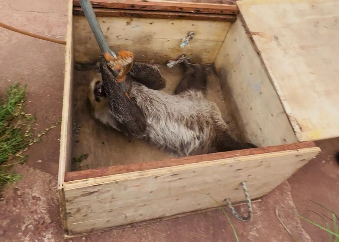 Bicho-preguiça é resgatado em Santarém após se equilibrar em fios telefônicos