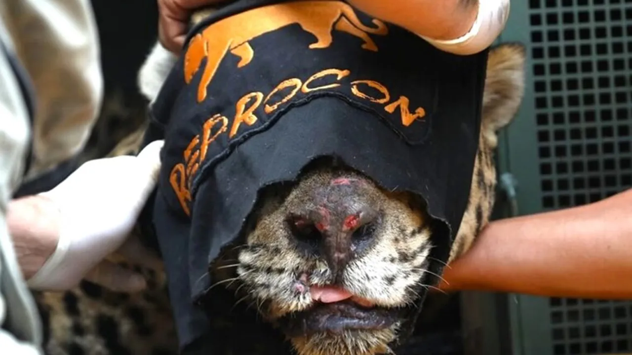 O felino, um macho adulto, acaba de ser transferido, para o Instituto Ampara Animal, em São Paulo, na última segunda feira (19), onde permanecerá em cativeiro permanentemente.