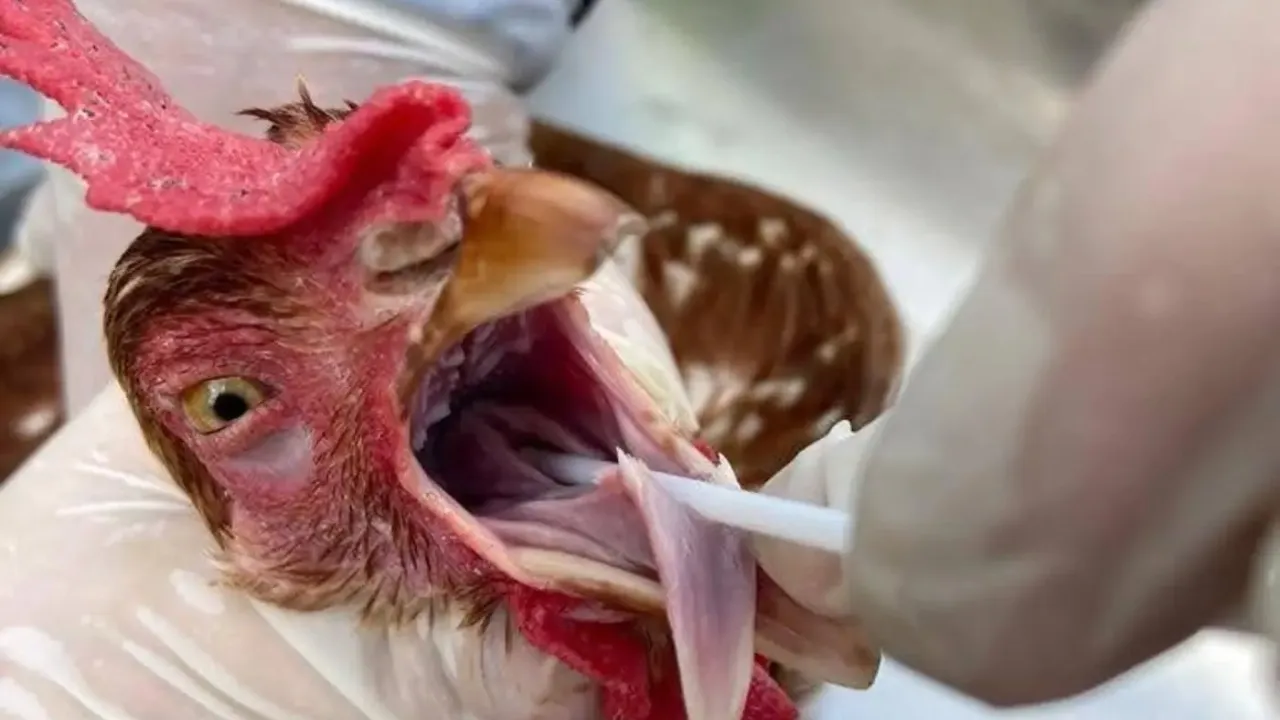 O objetivo da medida, de caráter preventivo, é conter o vírus H5N1 em aves da avicultura comercial e de subsistência e garantir o status sanitário do Pará, que não possui casos registrados de influenza aviária de alta patogenicidade (IAAP).