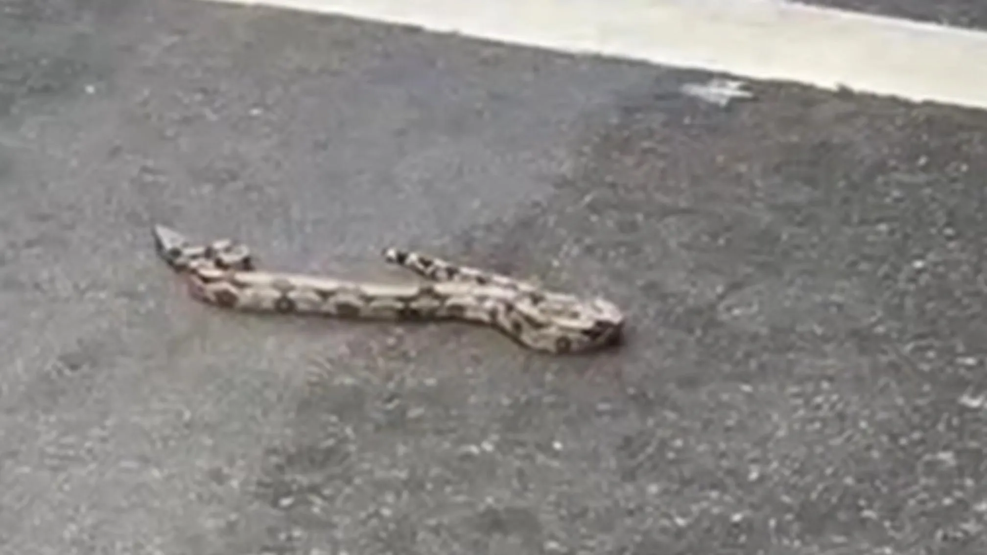 Cobra é avistada no bairro de Nazaré em Belém. Entenda a interação entre humanos e cobras e como agir em situações semelhantes.