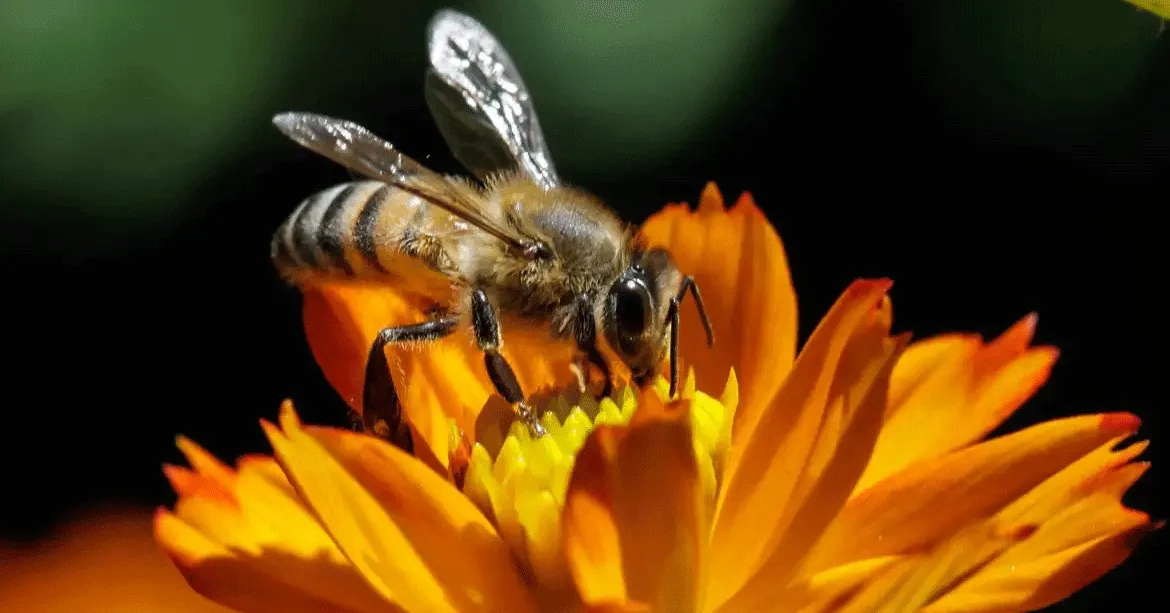 Mudanças climáticas afetam a sincronia entre abelhas e flores, ameaçando a polinização e a segurança dos ecossistemas e da produção de alimentos.