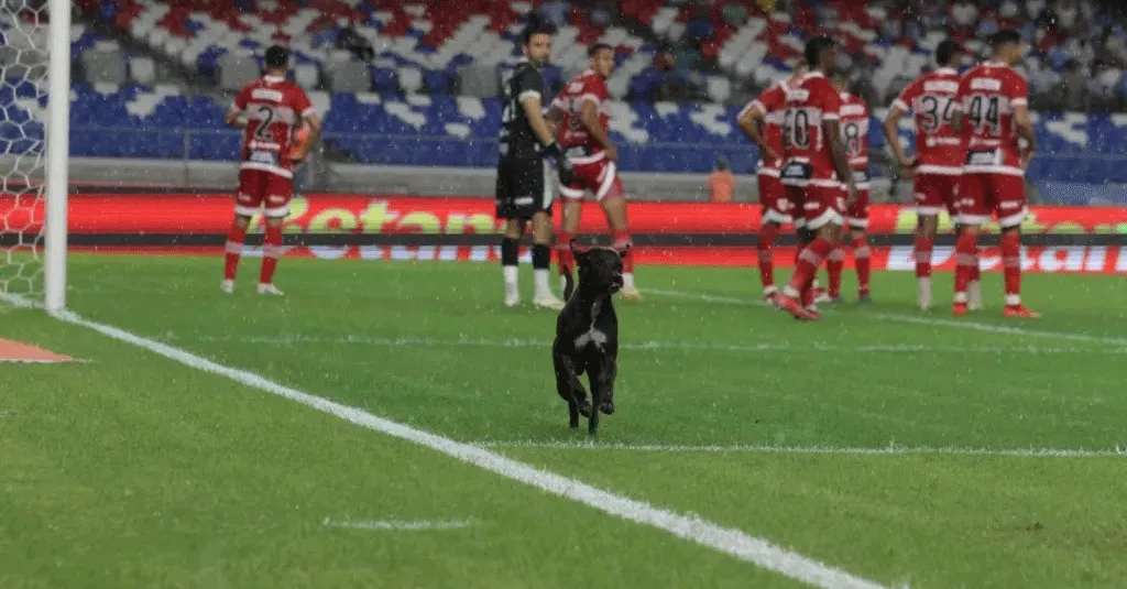 Doguinho invadiu o gramado do Mangueirão durante jogo do Paysandu.