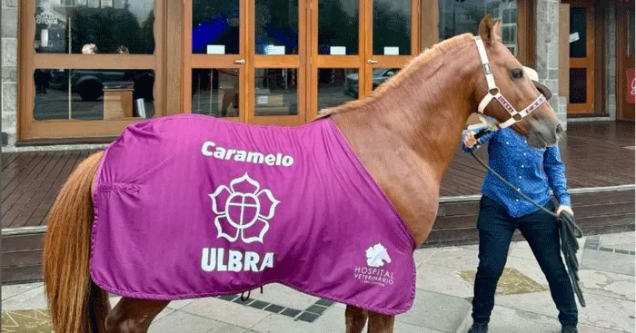 Ao ser resgatado durante a enchente no RS, Caramelo estava desidratado, ferido e bastante magro. Atualmente, encontra-se totalmente recuperado.
