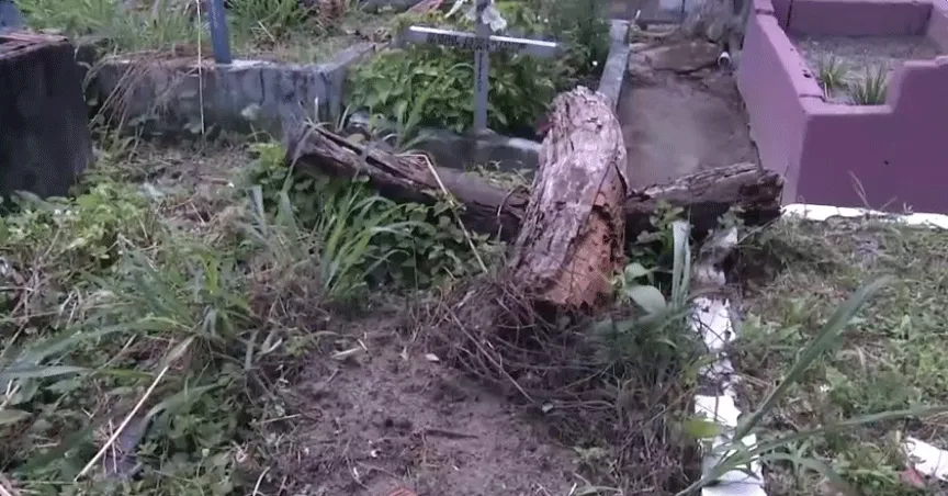 Mato alto e tronco em decomposição evidenciam o abandono Cemitério São Sebastião, no centro de Ananindeua.