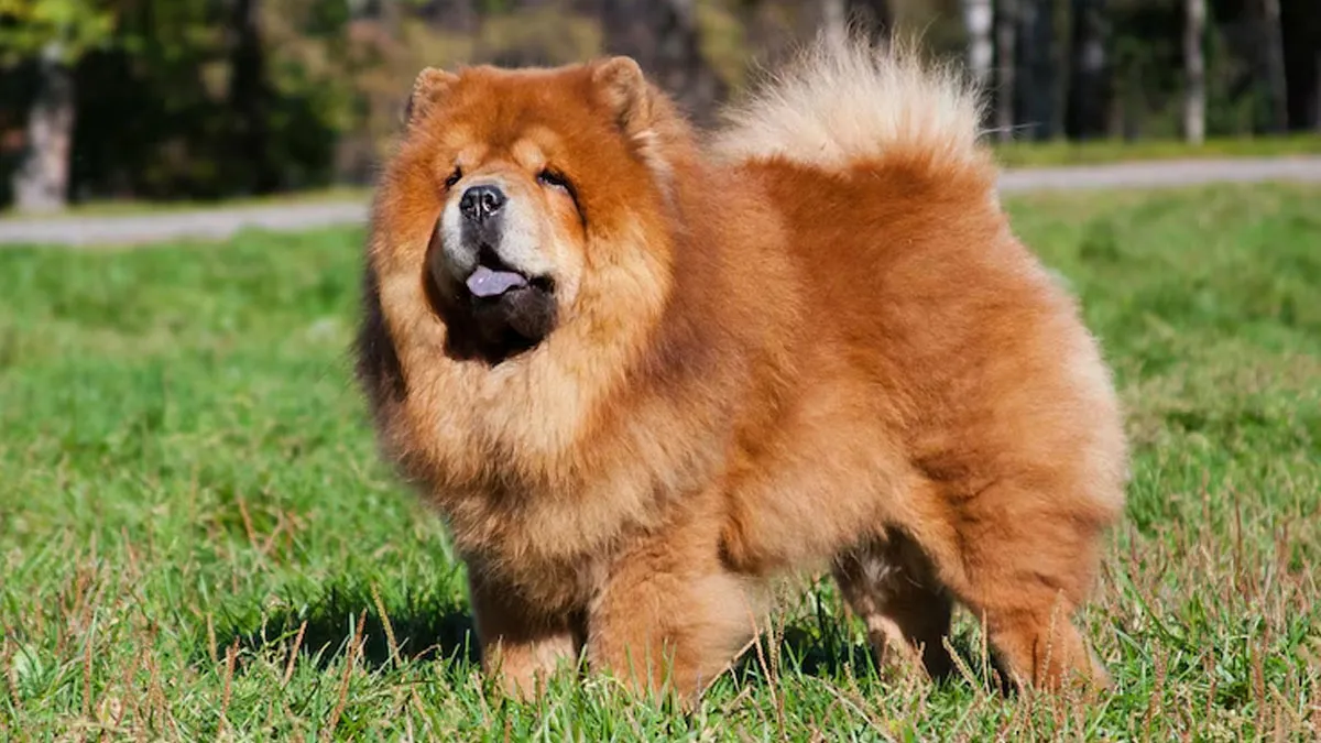 O chow chow é um cachorro que encanta pela beleza, mas que pode reagir de forma violenta caso seja manipulado de forma brusca.