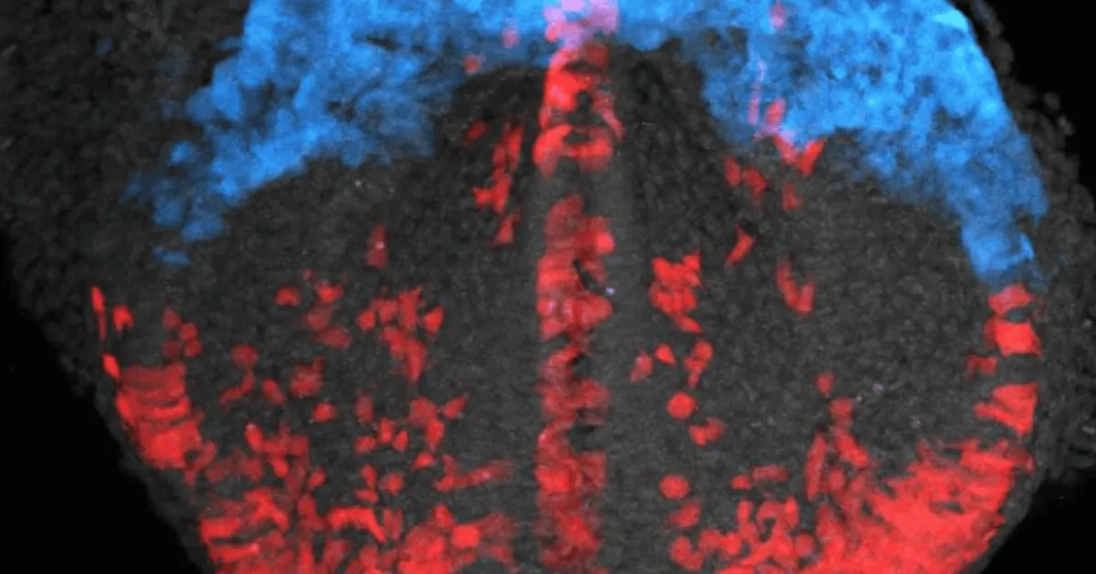 Método usa uma lâmina fina de luz para iluminar e registrar imagens detalhadas de amostras minúsculas