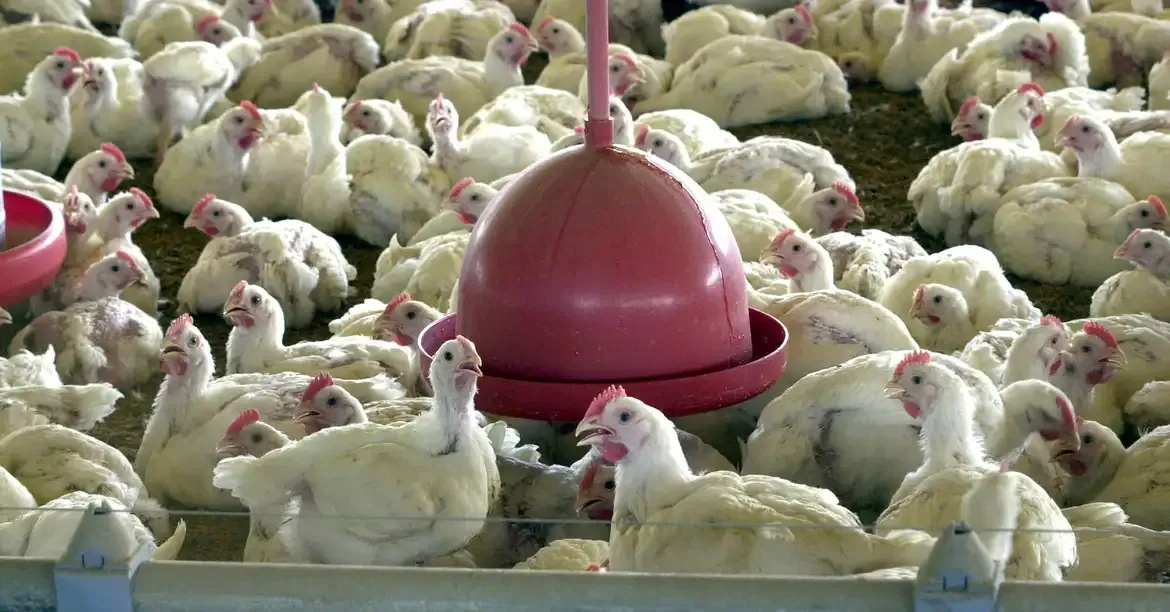 O Governo do Distrito Federal confirmou que o irerê – uma espécie de pato – encontrado morto no Zoológico de Brasília estava contaminado com o vírus da gripe aviária.