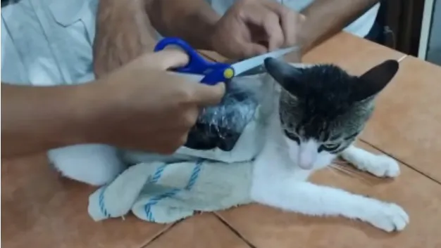 Gato com drogas apreendido pelos funcionários do presídio