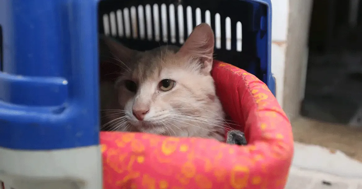 Apesar do senso comum, os gatos são capazes de criar conexões profundas e afetivas com seus tutores.