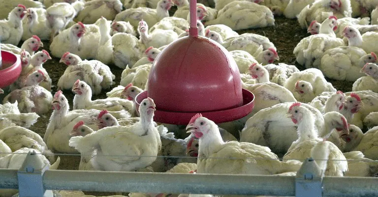 Com novos focos sendo investigados, Brasil se esforça para evitar a propagação da gripe aviária.